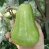 An Thai Wax Apple Live Plant – 1 to 2 Feet Tall – Ships in 3 Gallon Pot - Image 1