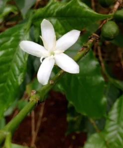 Arabica Coffee Live Plant – 3-4 ft Tall in 3 Gallon Pot – Indoor/Outdoor Coffee Tree - Image 2