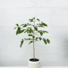 Arabica Coffee Live Plant – 3-4 ft Tall in 3 Gallon Pot – Indoor/Outdoor Coffee Tree - Image 1