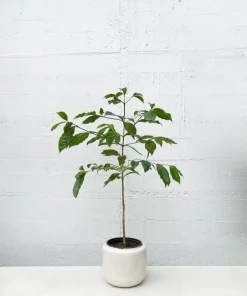 Arabica Coffee Live Plant – 3-4 ft Tall in 3 Gallon Pot – Indoor/Outdoor Coffee Tree - Image 1