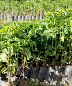 Arabica Coffee Plant - Live Houseplant - 1 to 2 Feet Tall - Ships in 6 inch Pot - Image 3