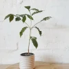 Arabica Coffee Plant - Live Houseplant - 1 to 2 Feet Tall - Ships in 6 inch Pot - Image 1