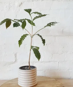 Arabica Coffee Plant - Live Houseplant - 1 to 2 Feet Tall - Ships in 6 inch Pot - Image 1