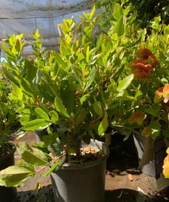Arbutus Unedo Live Plant - 1 ft Strawberry Tree in 6 inch Pot - Outdoor Evergreen - Image 2