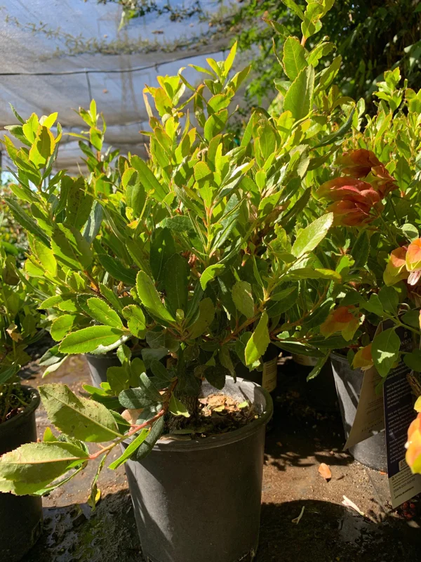 Arbutus Unedo Live Plant - 1 ft Strawberry Tree in 6 inch Pot - Outdoor Evergreen - Image 2