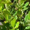 Arbutus Unedo Live Plant - 1 ft Strawberry Tree in 6 inch Pot - Outdoor Evergreen - Image 1