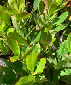 Arbutus Unedo Live Plant - 1 ft Strawberry Tree in 6 inch Pot - Outdoor Evergreen - Image 1