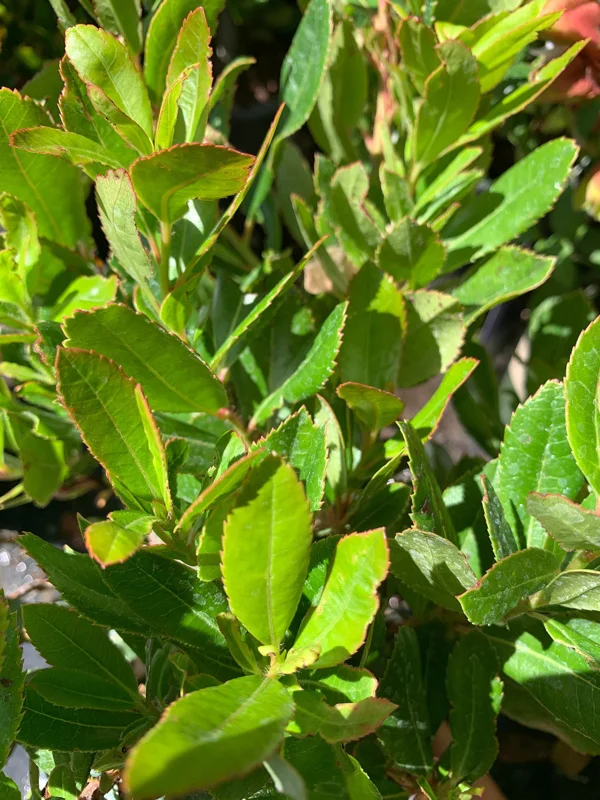 Arbutus Unedo Live Plant - 1 ft Strawberry Tree in 6 inch Pot - Outdoor Evergreen - Image 1