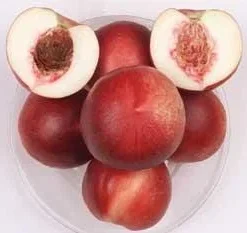 Arctic Jay White Nectarine Tree - Live Plant - 3 ft Tall - 3 Gallon Pot - Image 1