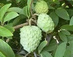 Atemoya AP Live Fruit Tree – 2-3 ft Tall – Ship in 3 Gallon Pot – Outdoor - Image 1