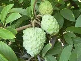 Atemoya AP Live Fruit Tree – 2-3 ft Tall – Ship in 3 Gallon Pot – Outdoor - Image 1