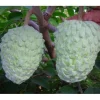 Atemoya AP2 Grafted Live Plant - 2 to 3 Feet Tall Fruit Tree - 3 Gal Pot - Image 1