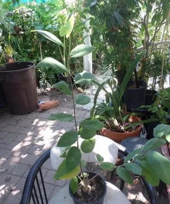 Atemoya AP2 Grafted Live Plant - 2 to 3 Feet Tall Fruit Tree - 3 Gal Pot - Image 2