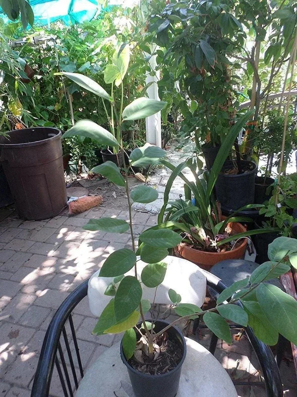Atemoya AP2 Grafted Tree - Live Plant - 3 to 4 Feet Tall - 3 Gallon Pot - Image 2