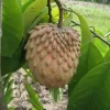 Atemoya Lisa Fruit Tree – Live Plant – 1 to 2 feet tall – 1 Gallon Pot - Image 1