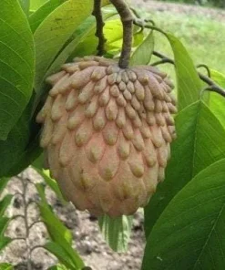 Atemoya Lisa Fruit Tree – Live Plant – 1 to 2 feet tall – 1 Gallon Pot - Image 1