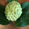 Atemoya Priestly Live Fruit Tree – 2 Feet Tall – Tropical Edible Plant - Image 1