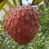 Atemoya Red Geffner Live Plant – 2 to 3 Feet Tall – Ship in 3 Gallon Pot - Image 1