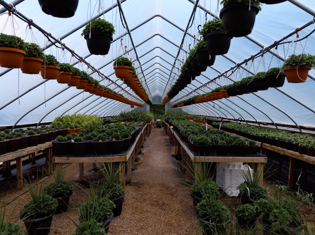Rows of plants growing in our greenhouse