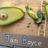 Avocado Tree Grafted Live Plant - Jan Boyce Variety - 1 Foot Tall - Image 1