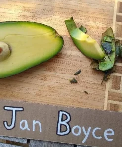 Avocado Tree Grafted Live Plant - Jan Boyce Variety - 1 Foot Tall - Image 1