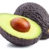 Avocado Tree Live Plant - Grafted, 1 Foot Tall, 6 Inch Pot, Indoor/Outdoor - Image 1