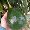 Avocado Tree Live Plant – Grafted Holiday Variety – 1 Foot Tall – Outdoor - Image 1