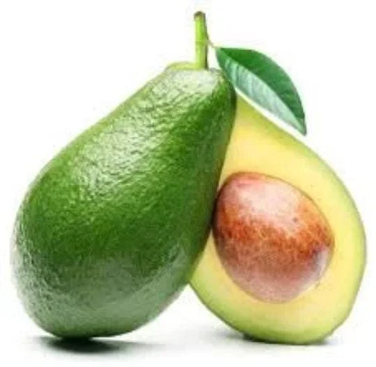 Bacon Avocado Tree Live Plant - Grafted, Cold-Hardy, 1-2 ft Tall, 6 inch Pot - Image 1