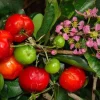 Barbados Cherry Live Plant – Acerola Fruit Tree – 4 Feet Tall – 3 Gal Pot – Outdoor - Image 1