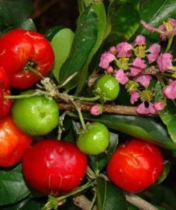 Barbados Cherry Live Plant – Acerola Fruit Tree – 4 Feet Tall – 3 Gal Pot – Outdoor - Image 1