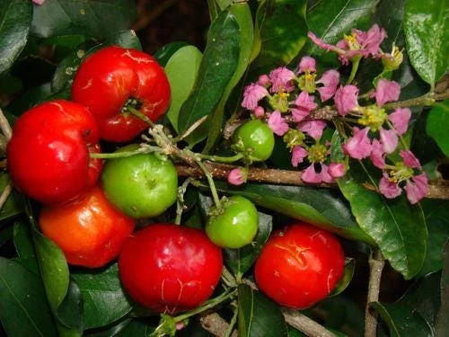 Barbados Cherry Live Plant – Acerola Fruit Tree – 4 Feet Tall – 3 Gal Pot – Outdoor - Image 1
