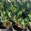Bay Leaf Live Plant (Laurus Nobilis) - Sweet Bay in 6 inch Pot - Image 1