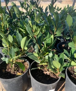 Bay Leaf Live Plant (Laurus Nobilis) - Sweet Bay in 6 inch Pot - Image 1