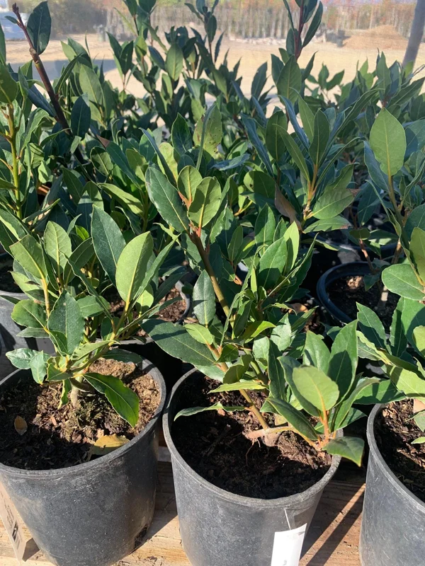 Bay Leaf Live Plant (Laurus Nobilis) - Sweet Bay in 6 inch Pot - Image 1