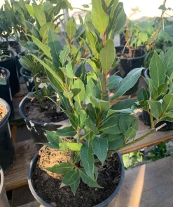 Bay Leaf Live Plant (Laurus Nobilis) - Sweet Bay in 6 inch Pot - Image 2