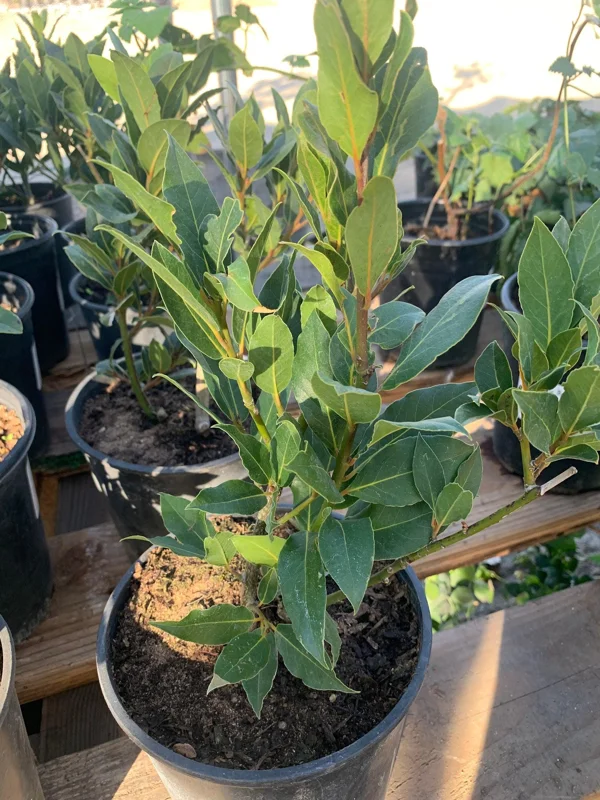 Bay Leaf Live Plant (Laurus Nobilis) - Sweet Bay in 6 inch Pot - Image 2