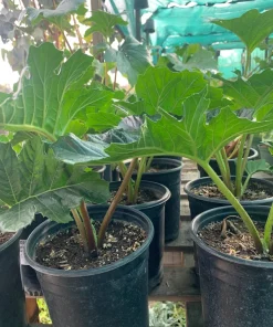 Bear's Breeches (Acanthus Mollis) Live Plant - 1 ft Tall in 1 Gallon Pot - Image 2