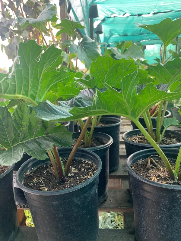 Bear's Breeches (Acanthus Mollis) Live Plant - 1 ft Tall in 1 Gallon Pot - Image 2