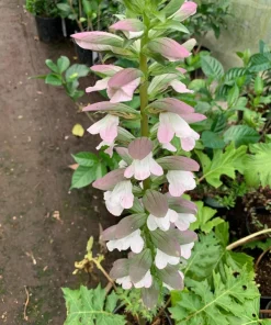 Bear's Breeches (Acanthus Mollis) Live Plant - 1 ft Tall in 1 Gallon Pot - Image 3
