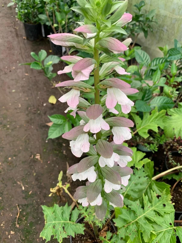 Bear's Breeches (Acanthus Mollis) Live Plant - 1 ft Tall in 1 Gallon Pot - Image 3