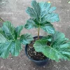 Bear's Breeches (Acanthus Mollis) Live Plant - 1 ft Tall in 1 Gallon Pot - Image 1
