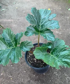 Bear's Breeches (Acanthus Mollis) Live Plant - 1 ft Tall in 1 Gallon Pot - Image 1