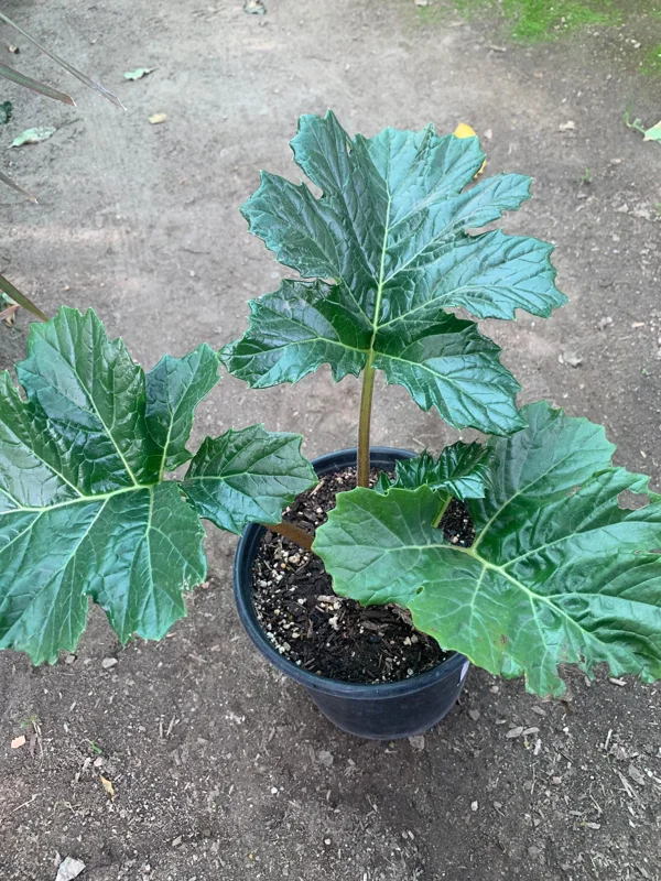Bear's Breeches (Acanthus Mollis) Live Plant - 1 ft Tall in 1 Gallon Pot - Image 1