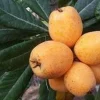 Big Jim Loquat Live Plant – 1-2 Feet Tall – Fruit Tree – Ships in 6 inch Pot - Image 1