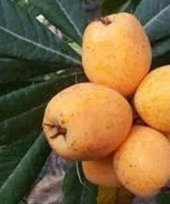 Big Jim Loquat Live Plant – 1-2 Feet Tall – Fruit Tree – Ships in 6 inch Pot - Image 1