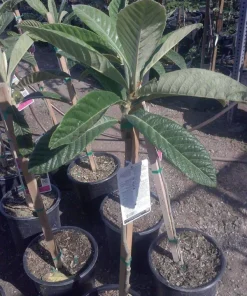Big Jim Loquat Tree - Grafted Fruit Plant - 2-3 Ft Tall - Ships in 3 Gal Pot - Image 2