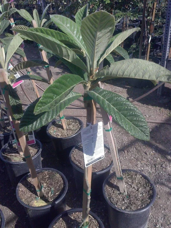 Big Jim Loquat Tree - Grafted Fruit Plant - 2-3 Ft Tall - Ships in 3 Gal Pot - Image 2