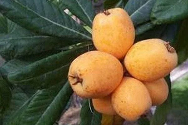 Big Jim Loquat Tree - Grafted Fruit Plant - 2-3 Ft Tall - Ships in 3 Gal Pot - Image 1