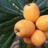 Big Jim Loquat Tree - Grafted Live Plant, 2-3 ft Tall, 3 Gallon Pot - Image 1