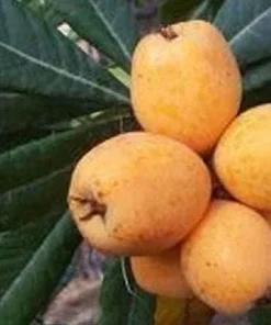Big Jim Loquat Tree - Grafted Live Plant, 2-3 ft Tall, 3 Gallon Pot - Image 1